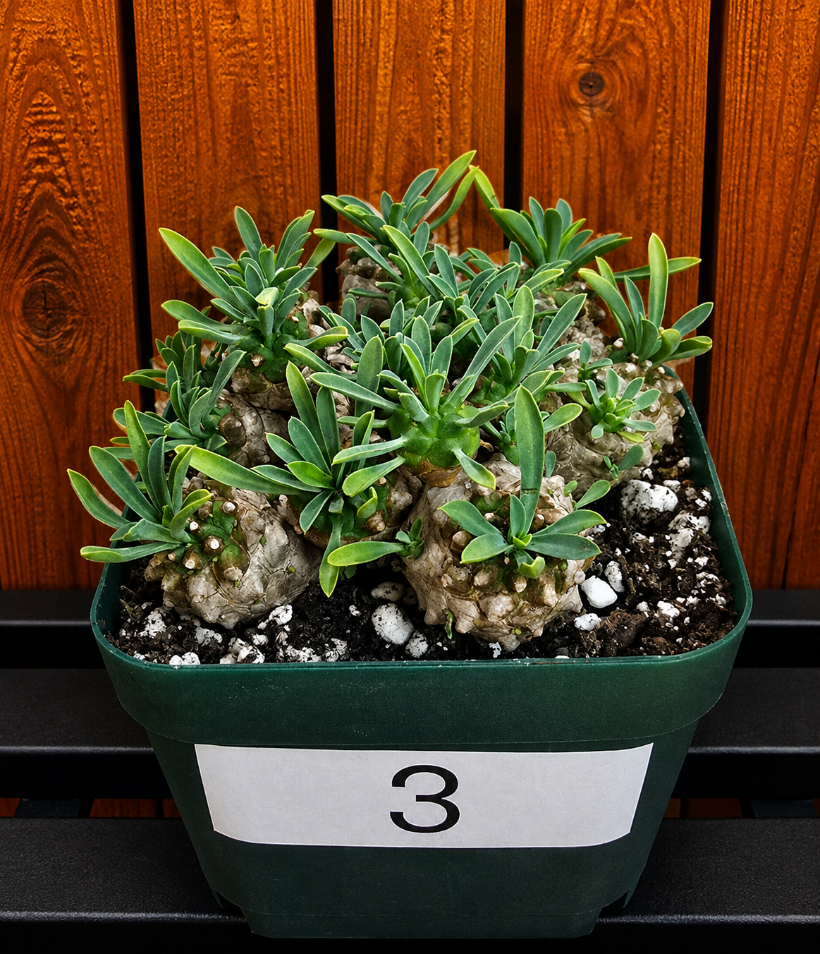 Euphorbia Japonica Cluster | RARE Plant | Live Euphorbia Cluster | Three Options