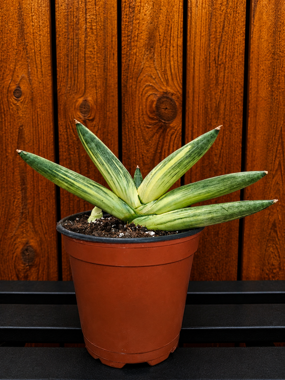 RARE Sansevieria Boncel Variegated Curved Inward | Live Plant in 4" Pot with Pup