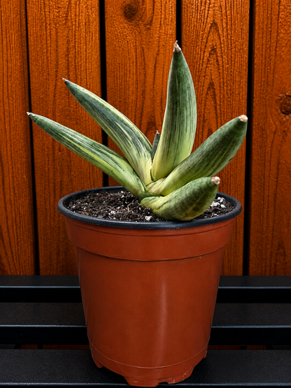 RARE Sansevieria Boncel Variegated Curved Inward | Live Plant in 4" Pot with Pup