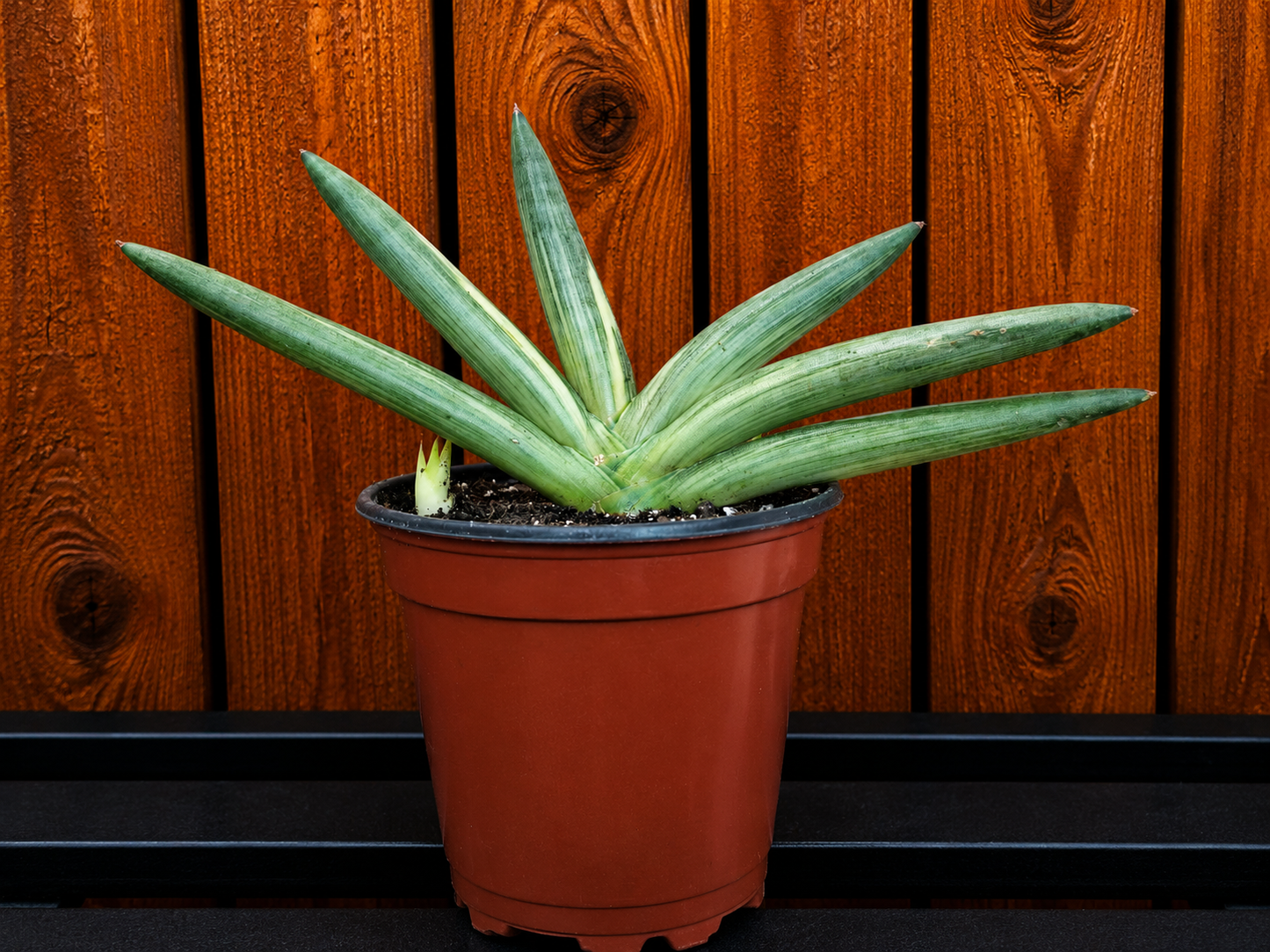 RARE Sansevieria Boncel Variegated | Live Plant in 4" Pot with TWO Pups!