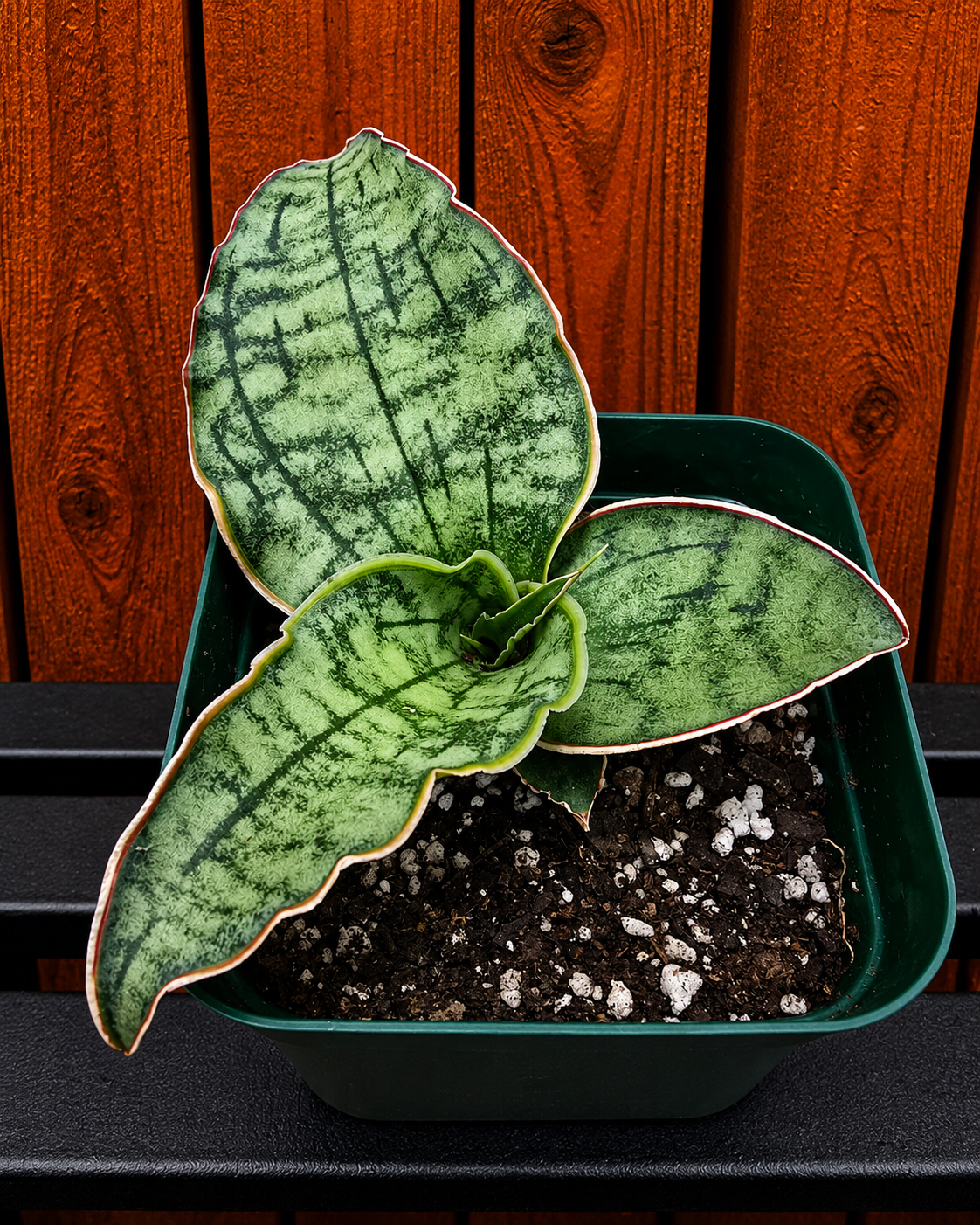 Sansevieria ‘Silver Blue Kirkii – RARE Snake Plant, Fully Rooted in 4" Pot