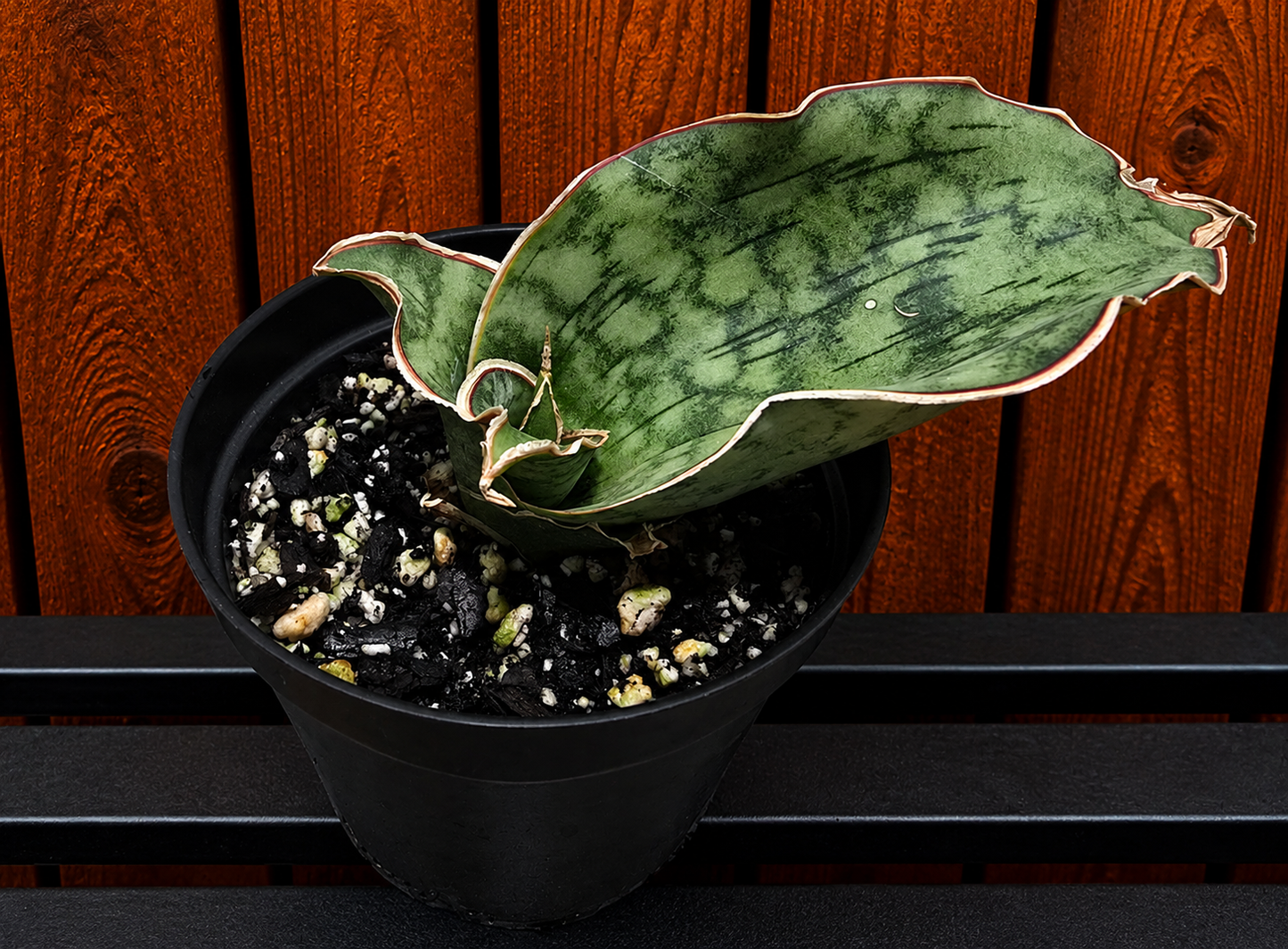 Sansevieria ‘Silver Blue Kirkii – RARE Snake Plant, Fully Rooted in 3.5" Pot