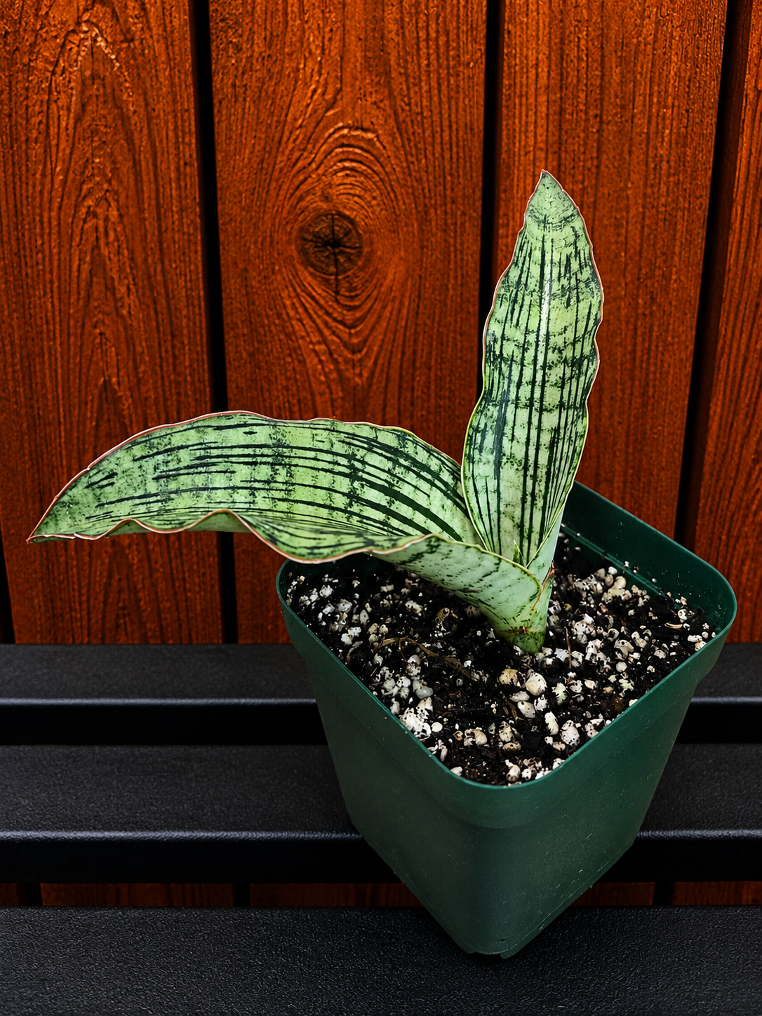 Sansevieria Cleopatra RARE Snake Plant Two Leafs | 5" & 4.5" Leafs in 4" Pot