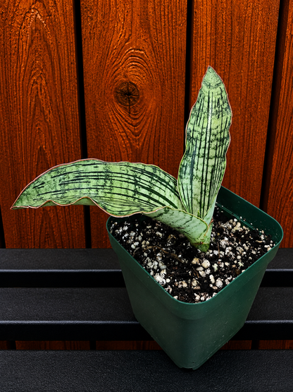 Sansevieria Cleopatra RARE Snake Plant Two Leafs | 5" & 4.5" Leafs in 4" Pot