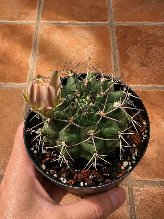 Gymnocalycium Schickendantzii | 3.5 inch