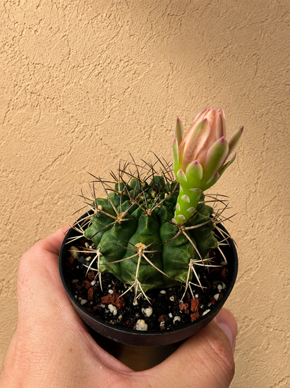 Gymnocalycium Schickendantzii | 3.5 inch