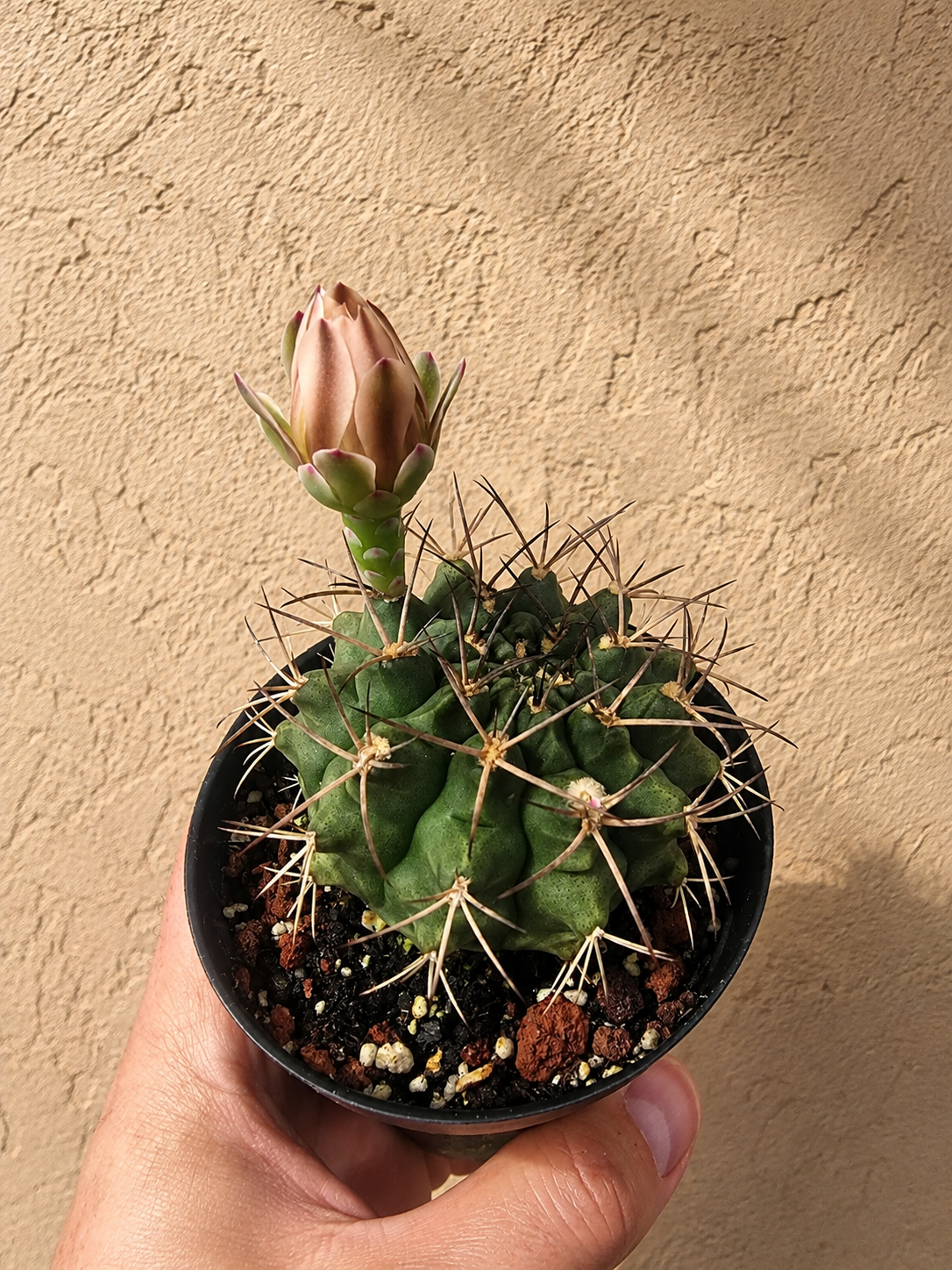 Gymnocalycium Schickendantzii | 3.5 inch