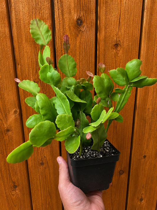 Rhipsalis Rhombea Mature Live Plant 10.5 Inches Tall in 4" Square Pot