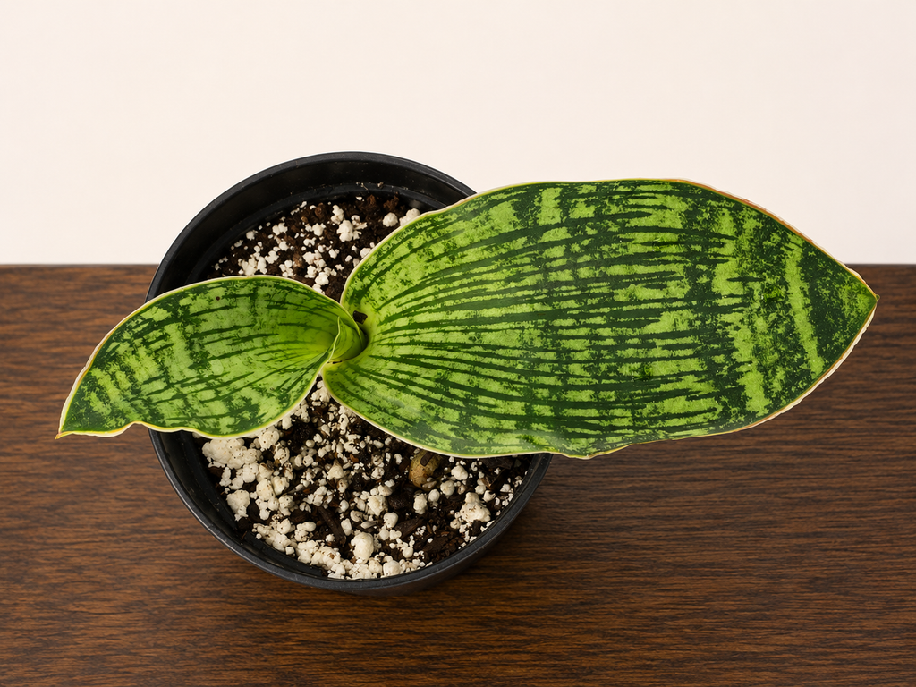 Sansevieria Cleopatra RARE Snake Plant Leafs in 3.5" Pot