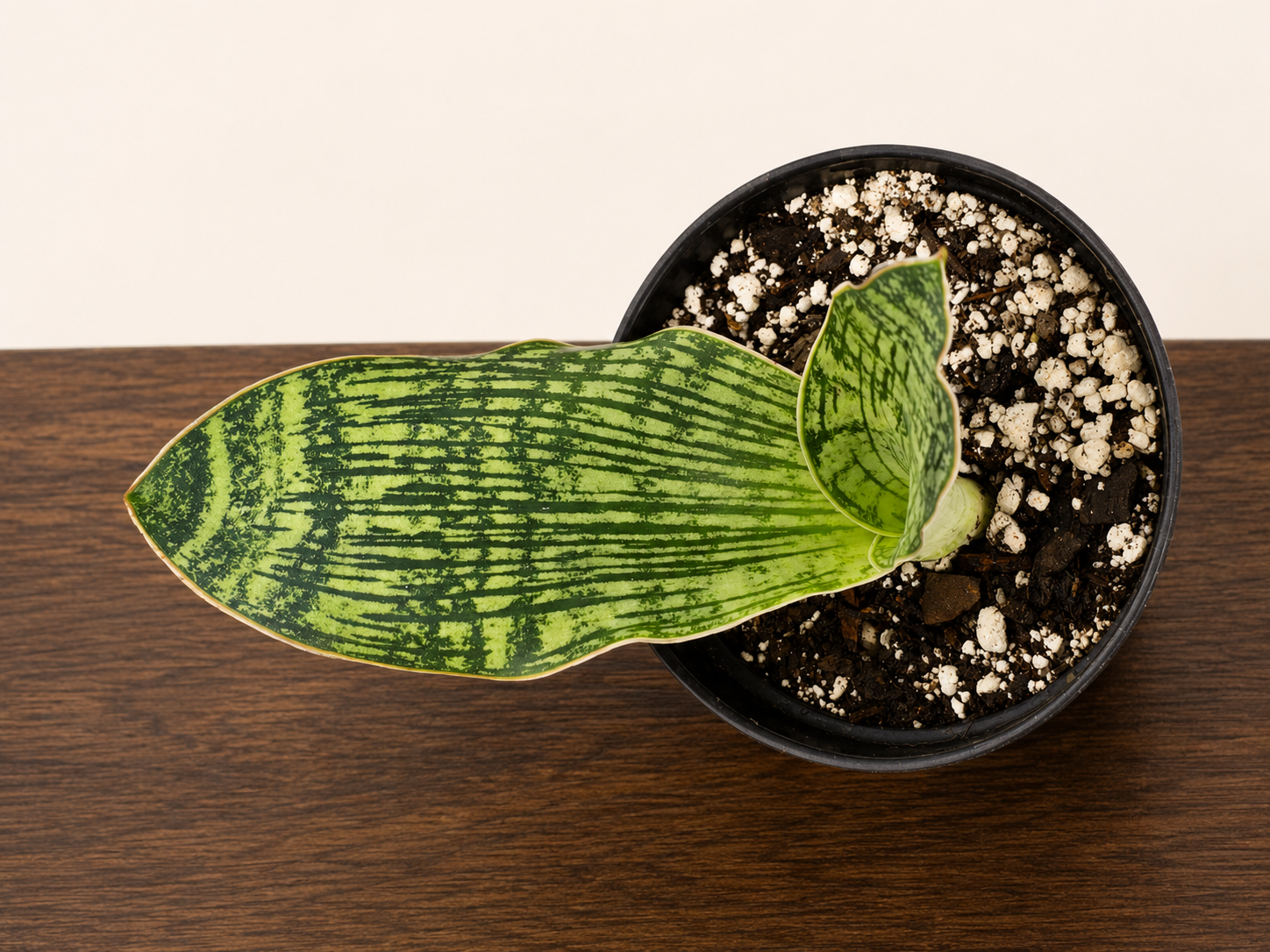 Sansevieria Cleopatra RARE Snake Plant Leafs in 3.5" Pot
