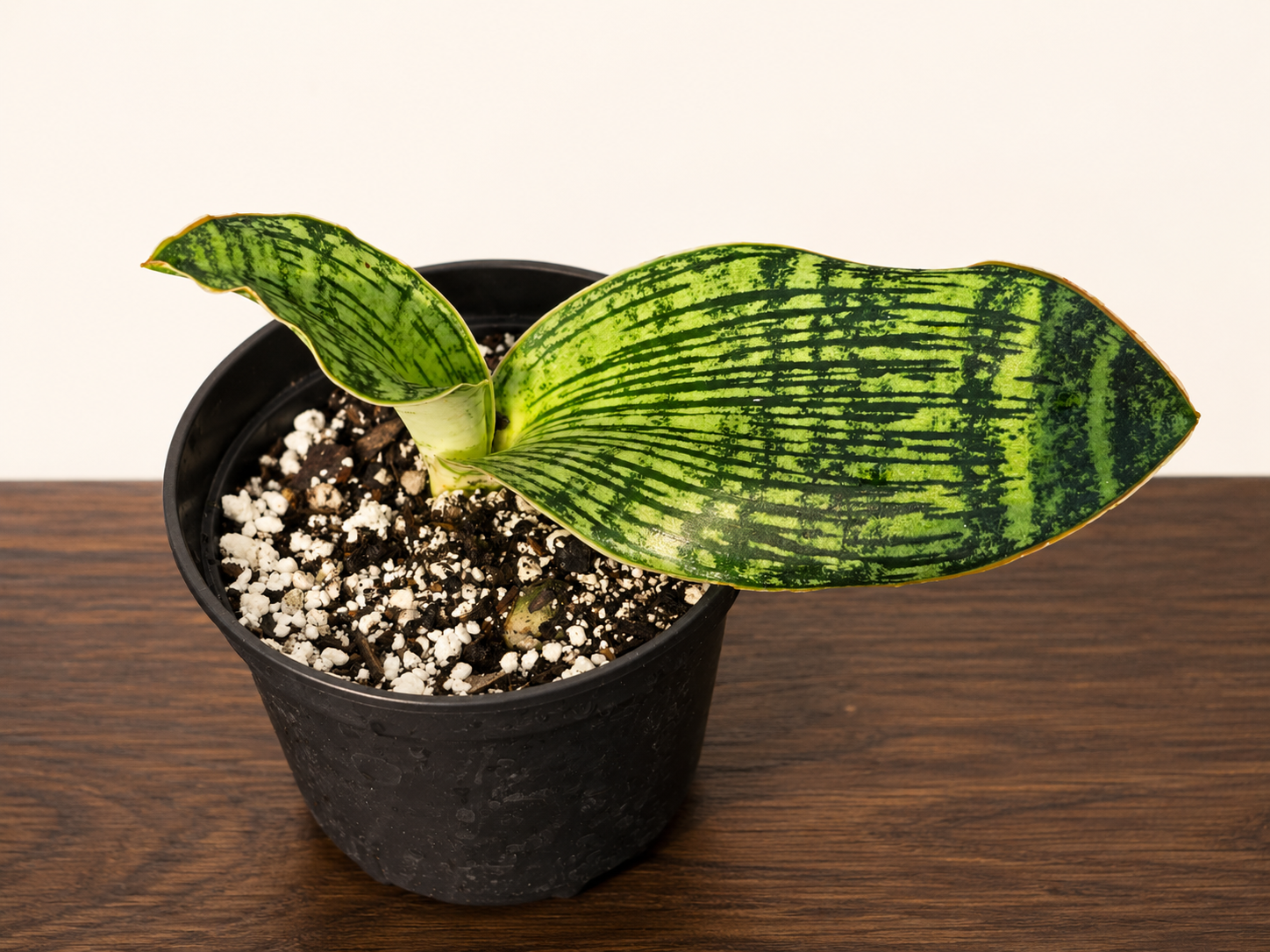 Sansevieria Cleopatra RARE Snake Plant Leafs in 3.5" Pot