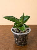 Sansevieria Towering Samurai RARE in 4" Pot 10 Leaf Points