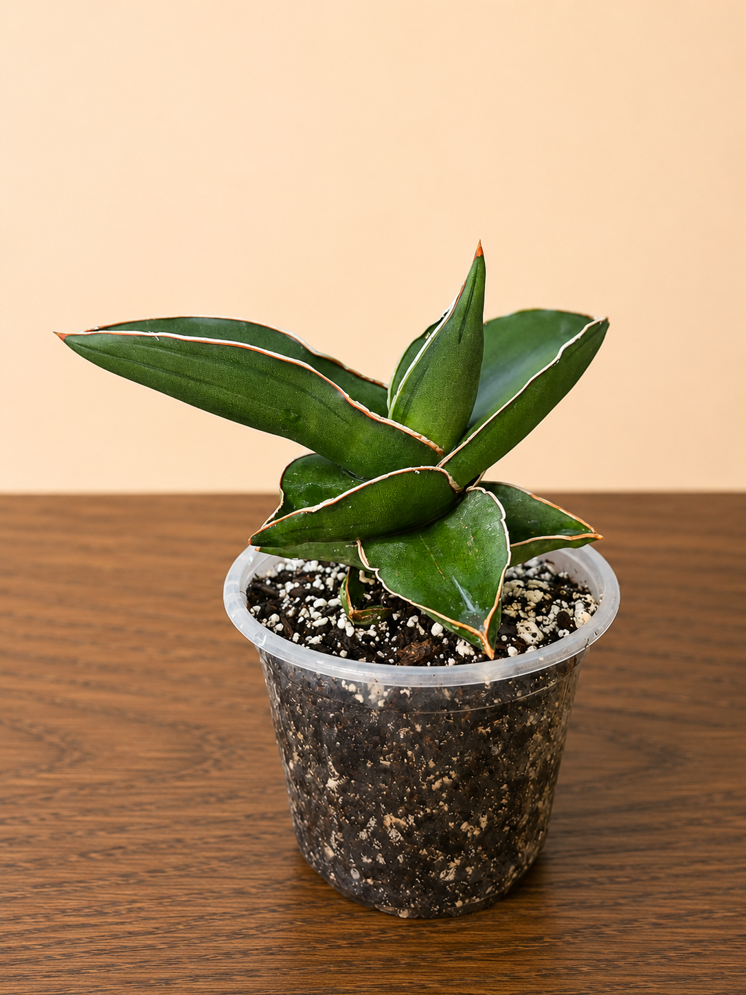 Sansevieria Towering Samurai RARE in 4" Pot 10 Leaf Points
