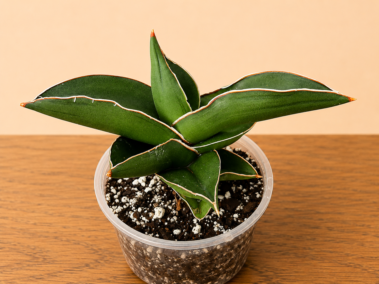 Sansevieria Towering Samurai RARE in 4" Pot 10 Leaf Points