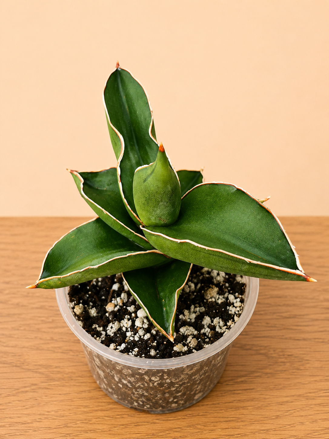 Sansevieria Towering Samurai RARE in 4" Pot 10 Leaf Points