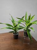 Set of 2 Dracaena Warneckii 'Lemon Lime' | Live Plant Ships Bare Root