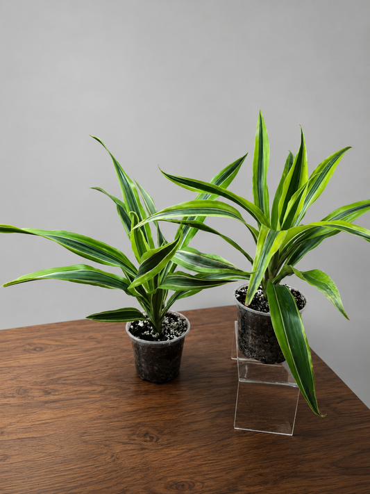 Set of 2 Dracaena Warneckii 'Lemon Lime' | Live Plant Ships Bare Root