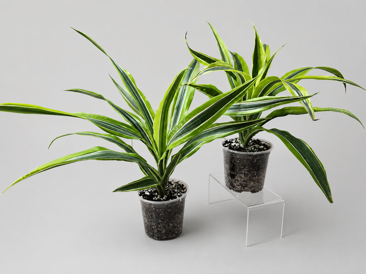 Set of 2 Dracaena Warneckii 'Lemon Lime' | Live Plant Ships Bare Root