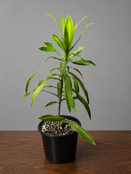 Dracaena Reflexa Song Of Jamaica Indoor Plant, Healthy Roots, Ships Bare Root