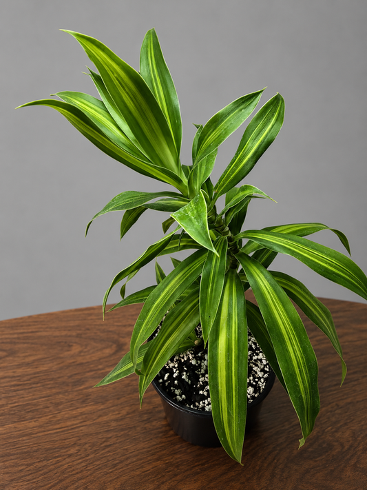 Dracaena Reflexa Song Of Jamaica Indoor Plant, Healthy Roots, Ships Bare Root