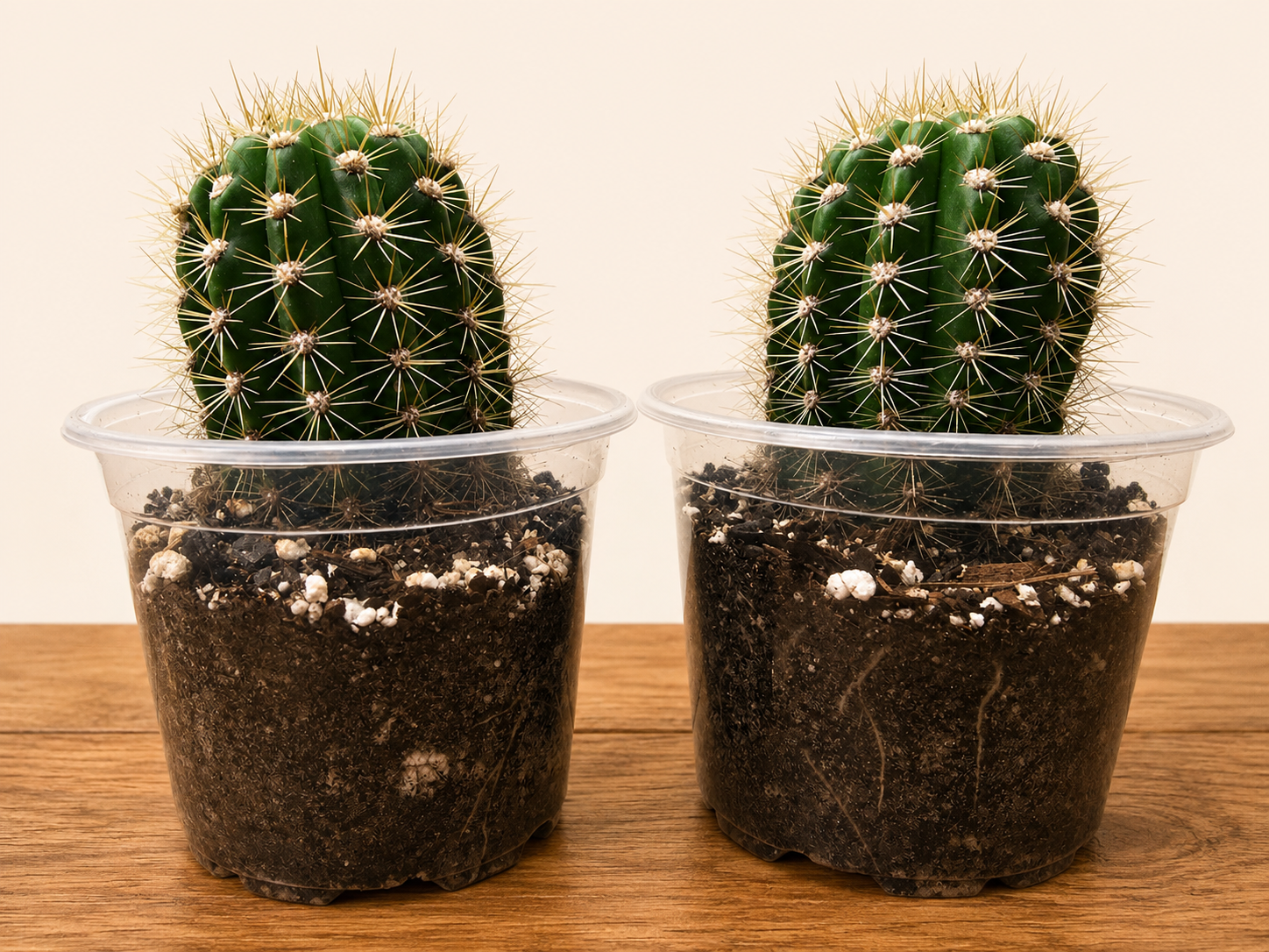 Grandiflora Trichosereus Sun Goddess Cactus 2 Count Fully Rooted Plants