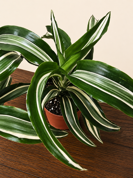 **NEW** Dracaena Warneckii 'White Jewel'