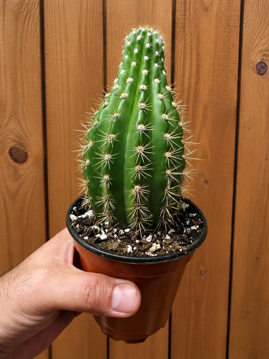 Grandiflora Trichosereus Sun Goddess Cactus Fully Rooted Plant 5" Tall