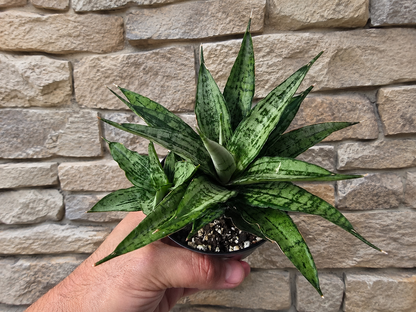 Sansevieria Dracaena White Variegated RARE With Pup Unique Leaf Pattern in 4" Pot