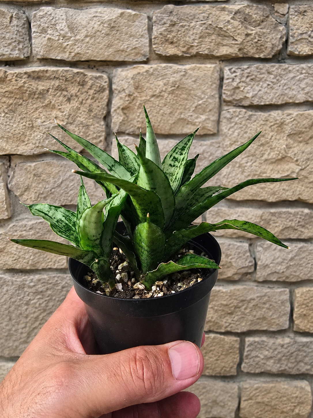 Sansevieria Dracaena White Variegated RARE With Pup Unique Leaf Pattern in 4" Pot