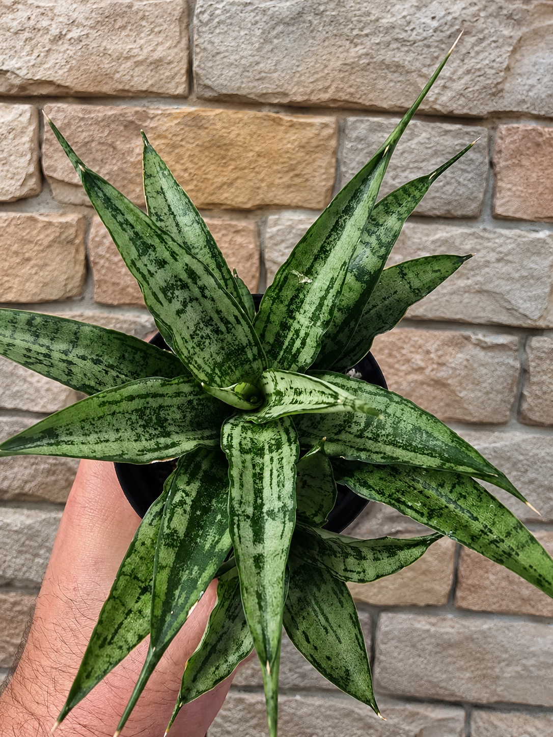 Sansevieria Dracaena White Variegated RARE With Pup Unique Leaf Pattern in 4" Pot