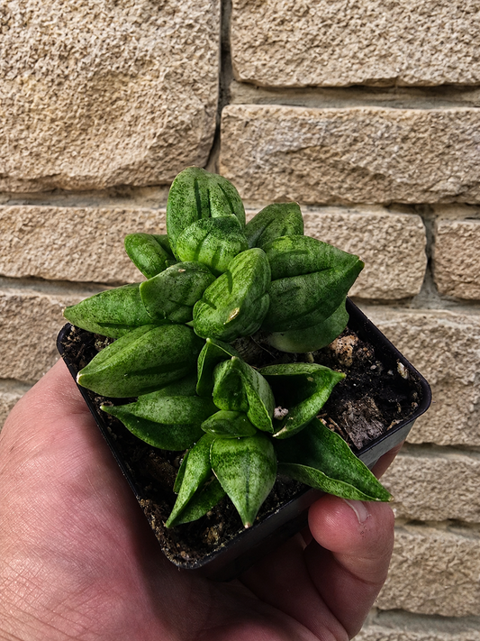 **NEW** Sansevieria Hybrid Pyramid SUPER RARE Plant in 2" Pot