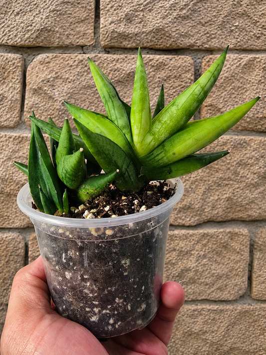 Sansevieria Boncel Swirl RARE 4 Inch Pot Growth Clumps
