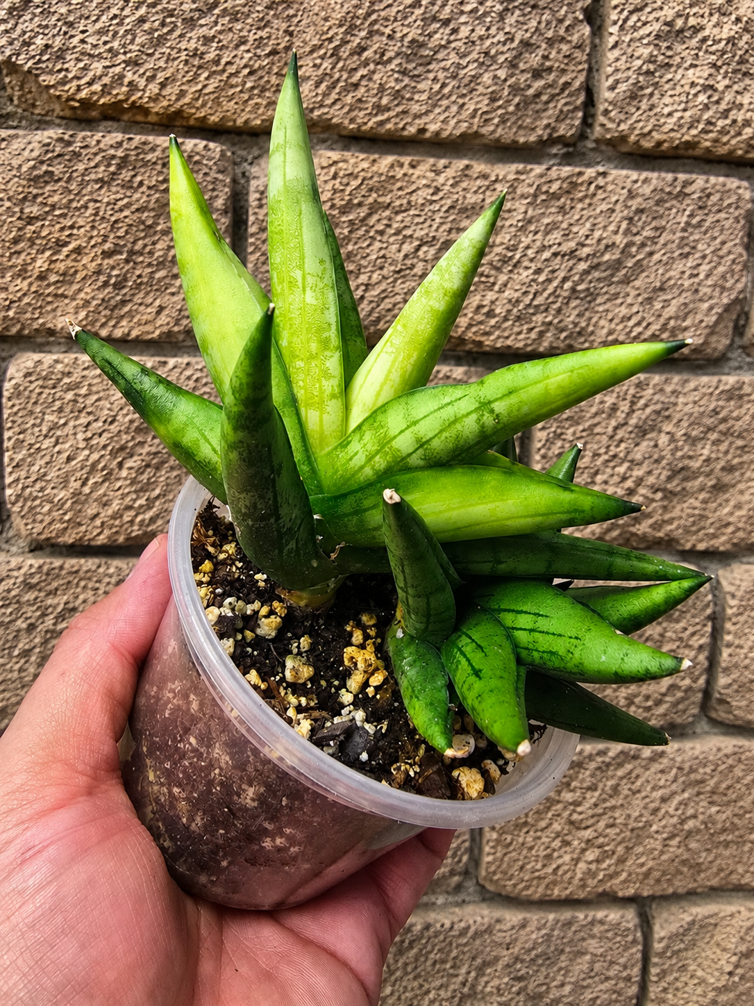 Sansevieria Boncel Swirl RARE 4 Inch Pot Growth Clumps