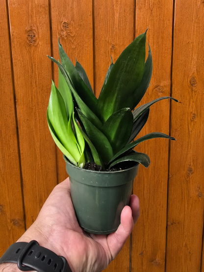 **NEW** Sansevieria Snake Plant JADE STAR 4" Pot
