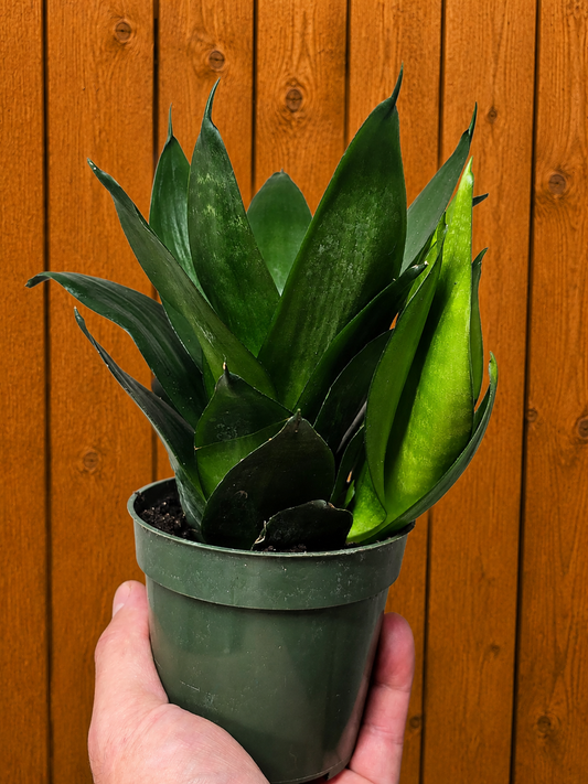 **NEW** Sansevieria Snake Plant JADE STAR 4" Pot