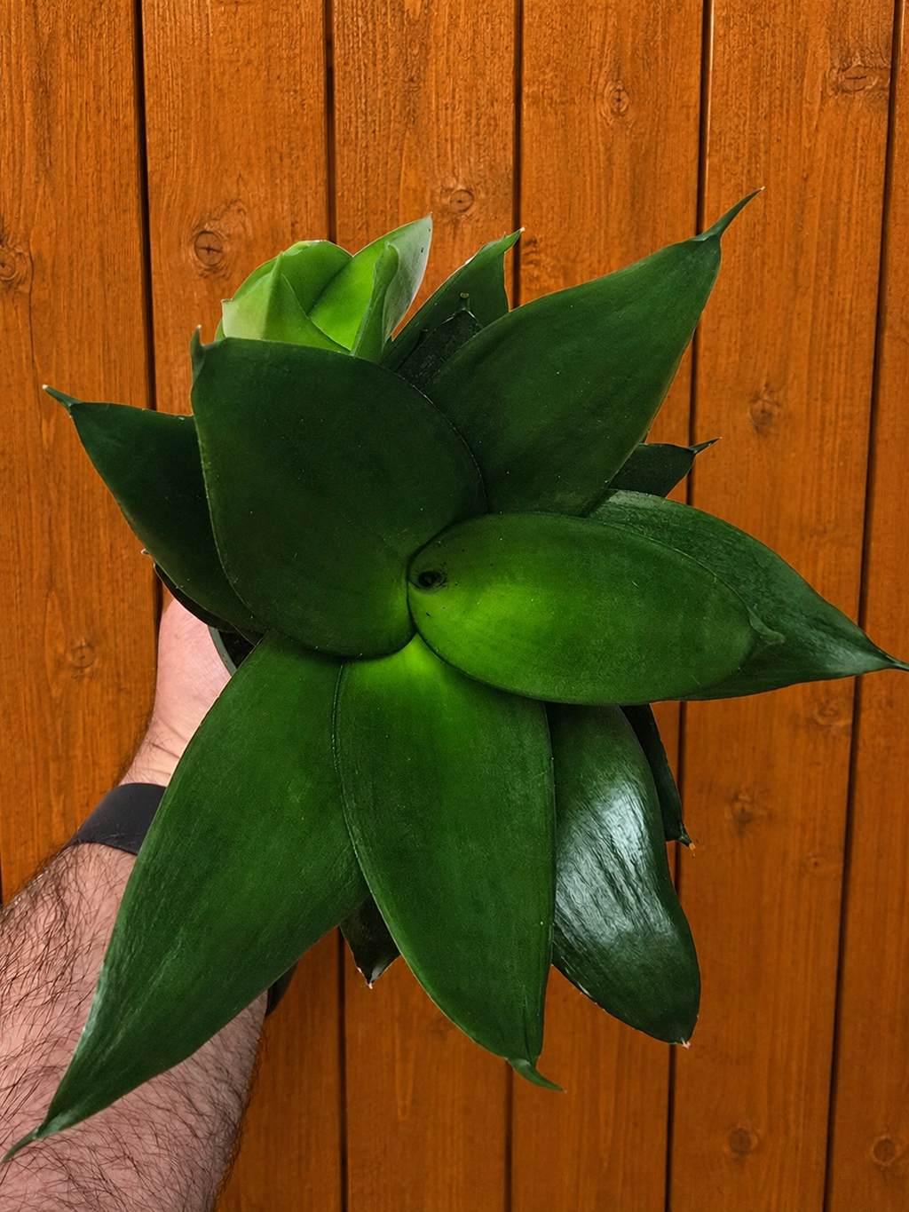 **NEW** Sansevieria Snake Plant JADE STAR 4" Pot