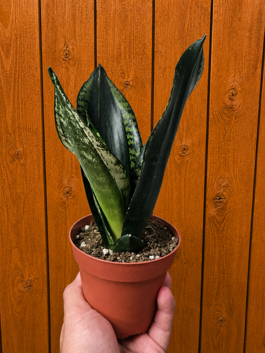 **NEW** Sansevieria 'Whitney' Snake Plant - 4" Pot
