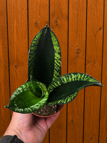 **NEW** Sansevieria 'Whitney' Snake Plant - 4" Pot