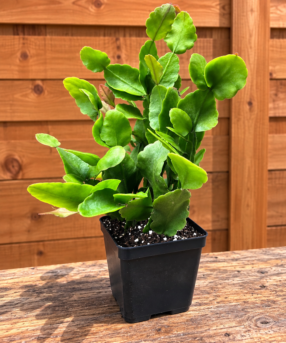 Rhipsalis Rhombea Mature Live Plant 12 Inches Tall in 4" Square Pot