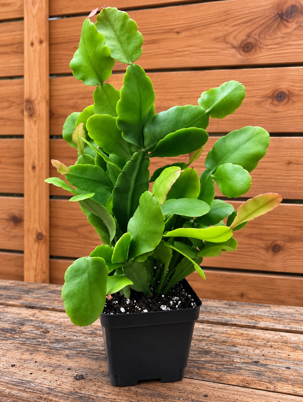 Rhipsalis Rhombea Mature Live Plant 12 Inches Tall in 4" Square Pot