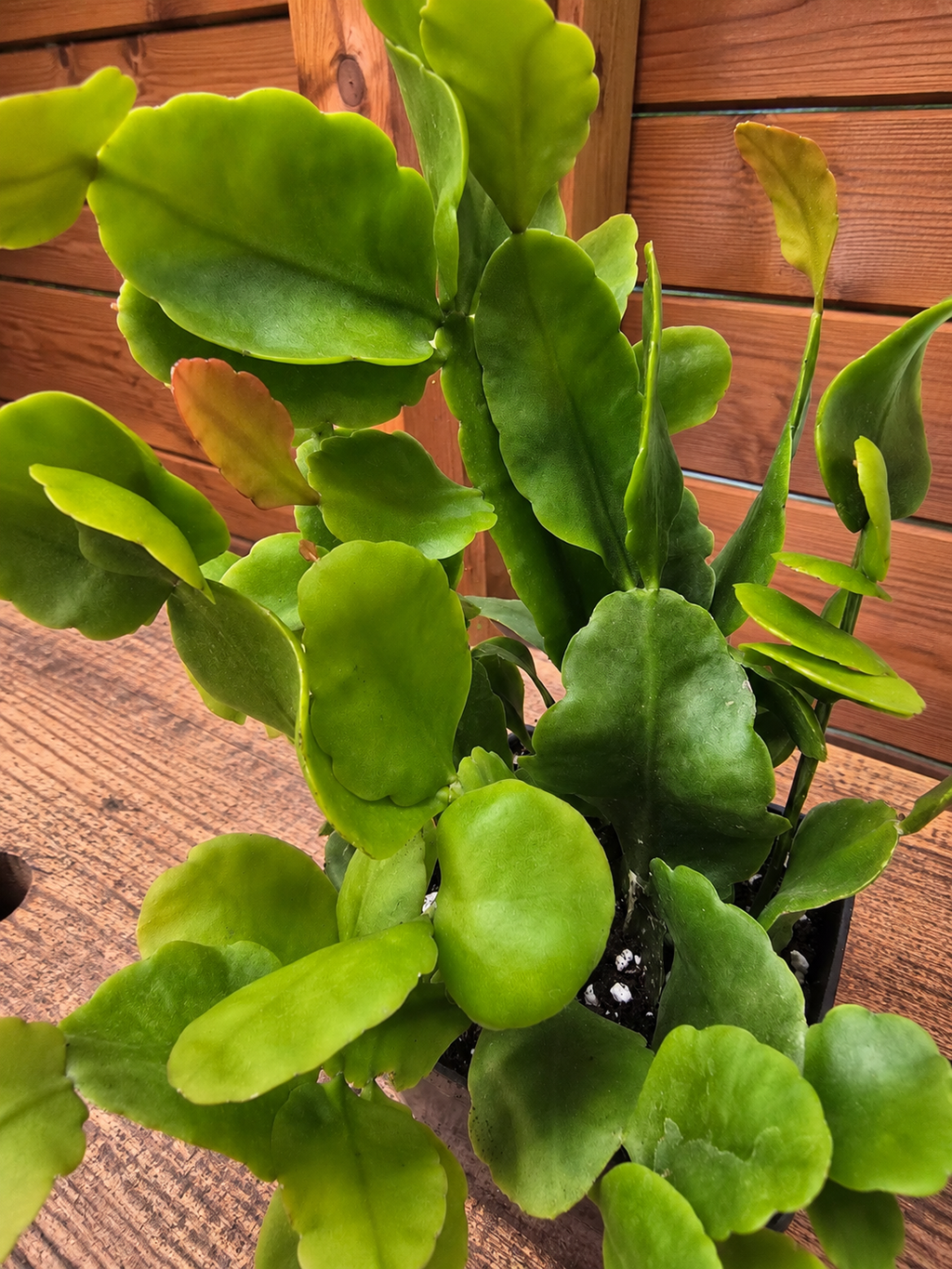 Rhipsalis Rhombea Mature Live Plant 12 Inches Tall in 4" Square Pot
