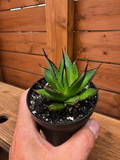 Agave Blue Glow Cactus Succulent Live Plant in 3.5" Pot