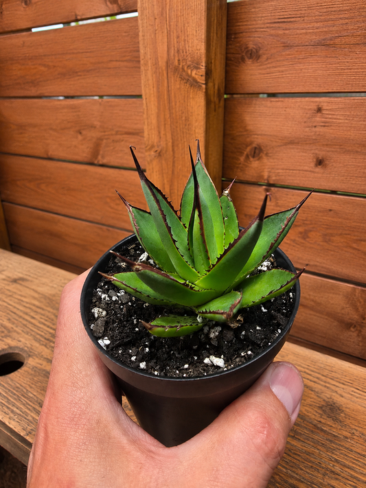 Agave Blue Glow Cactus Succulent Live Plant in 3.5" Pot
