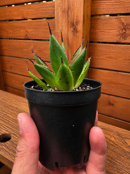 Agave Blue Glow Cactus Succulent Live Plant in 3.5" Pot