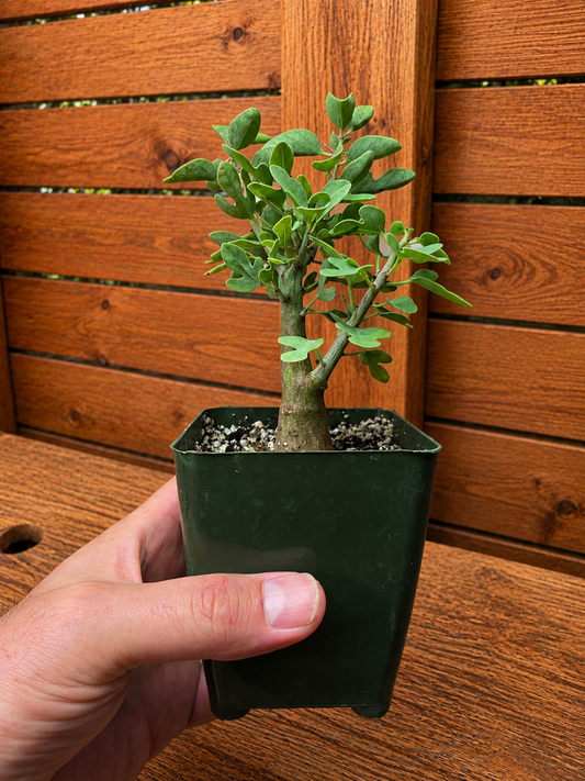 Adenia Spinosa RARE Succulent Caudex Tuber Plant in 4" Pot- Perfect for Bonsai