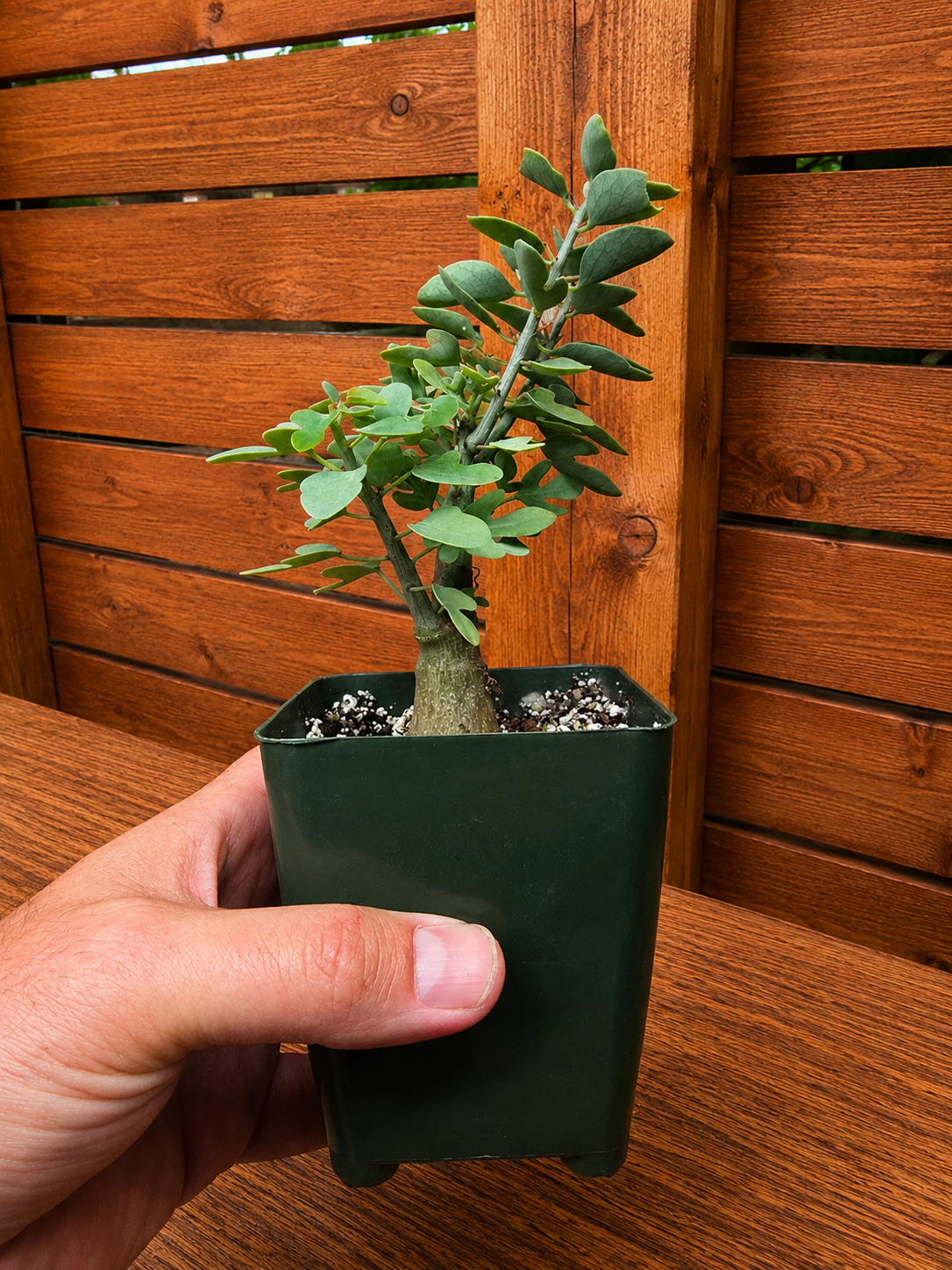 Adenia Spinosa RARE Succulent Caudex Tuber Plant in 4" Pot- Perfect for Bonsai
