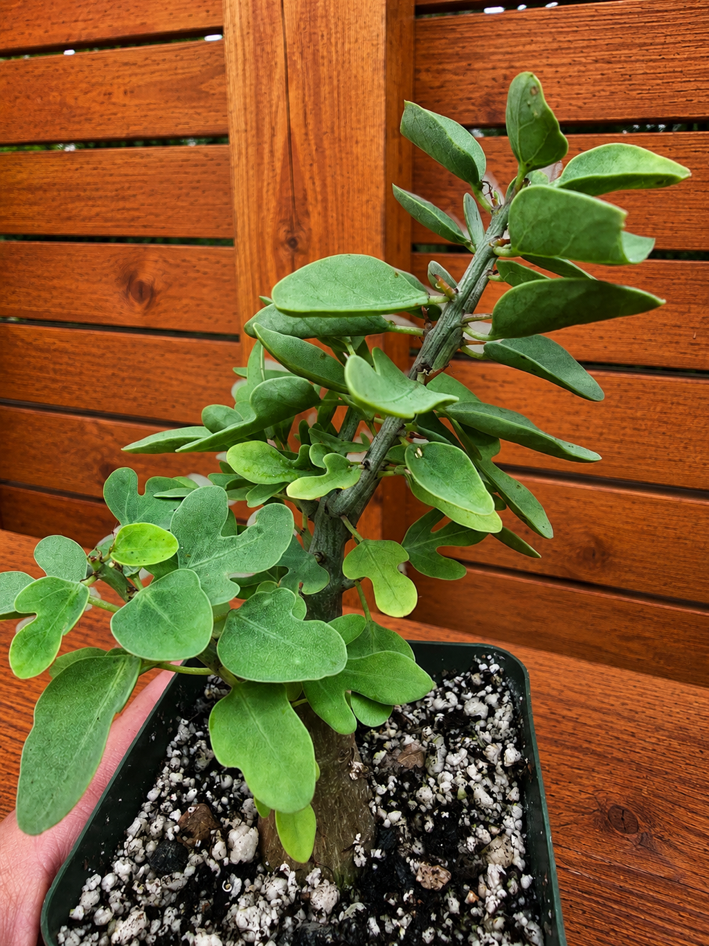 Adenia Spinosa RARE Succulent Caudex Tuber Plant in 4" Pot- Perfect for Bonsai