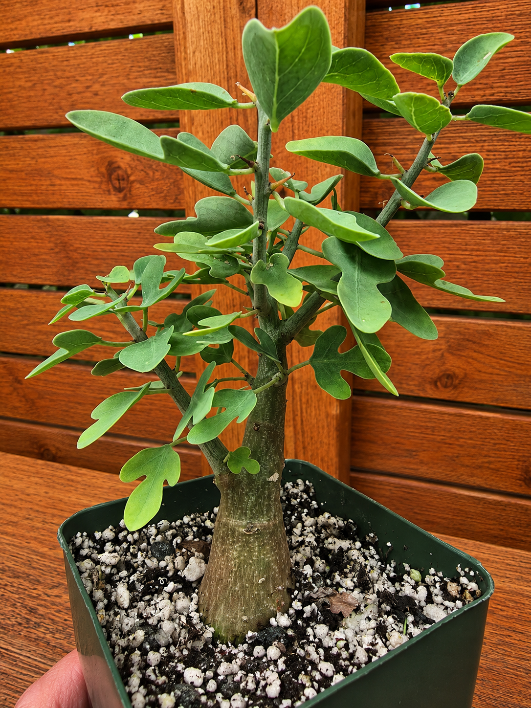 Adenia Spinosa RARE Succulent Caudex Tuber Plant in 4" Pot- Perfect for Bonsai