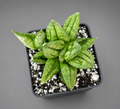 Sansevieria Hybrid Pyramid SUPER RARE Plant in 2" Pot