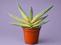SUPER RARE Sansevieria Boncel Variegated Live Plant in 4" Pot 8.5" Wide